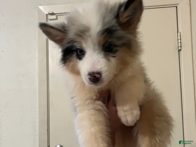 Australian Shepherd dogs for sale: Hulk - Ad 38