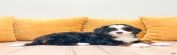 Mini Bernedoodle dogs for sale: Isabella - Ad 8