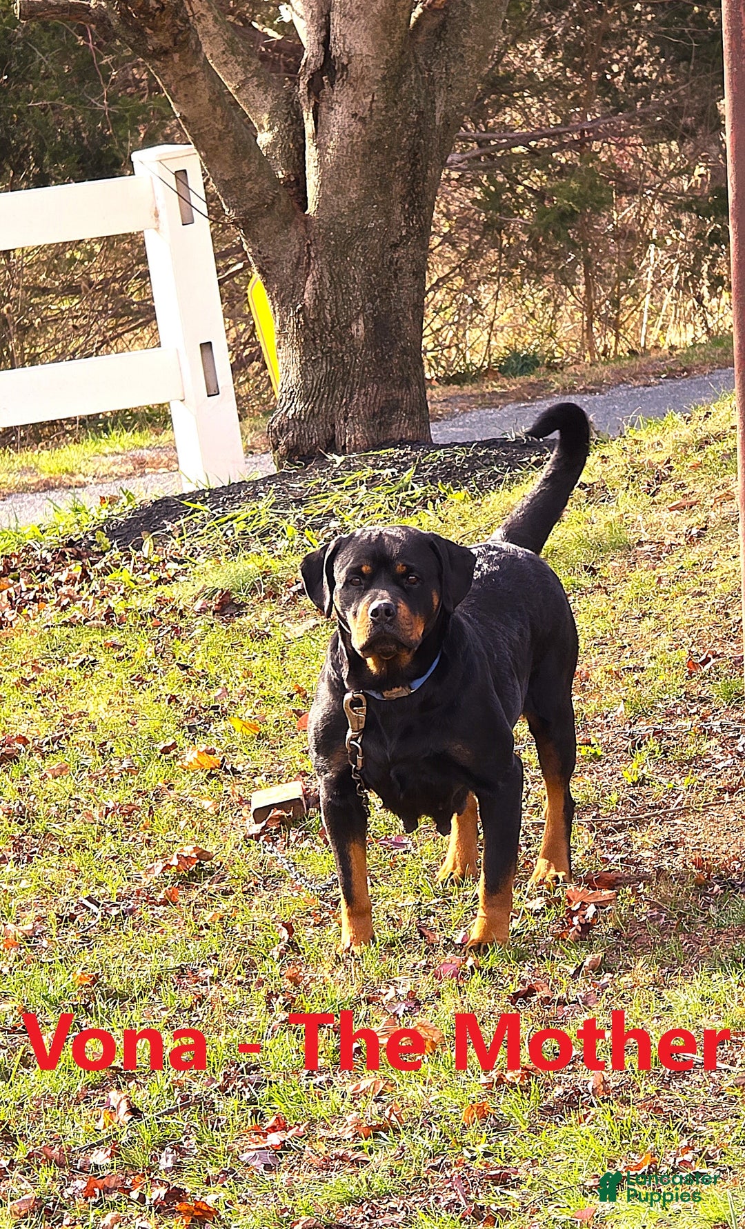 Rottweiler dogs for sale: Bessie - Ad 9