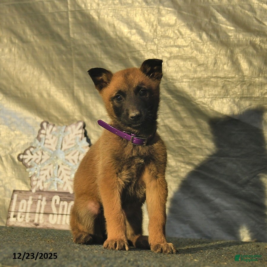 Belgian Malinois dogs Winter  - Ad 35