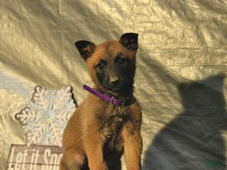 Belgian Malinois dogs Winter - Ad 30