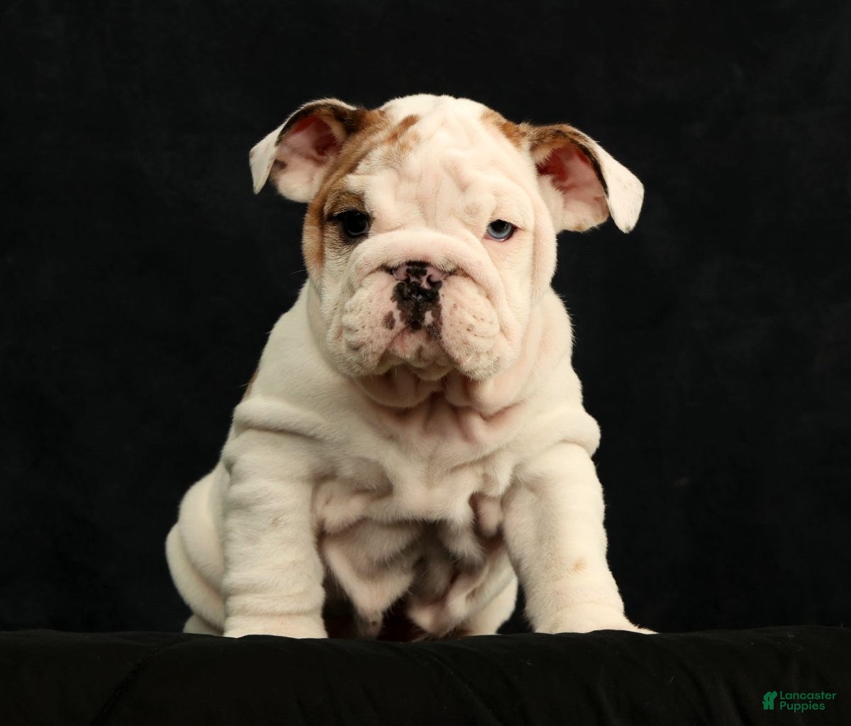 English Bulldog dogs Lulu - Ad 1