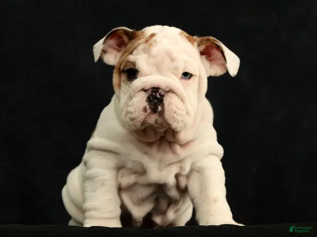 English Bulldog dogs for sale: Lulu - Ad 1