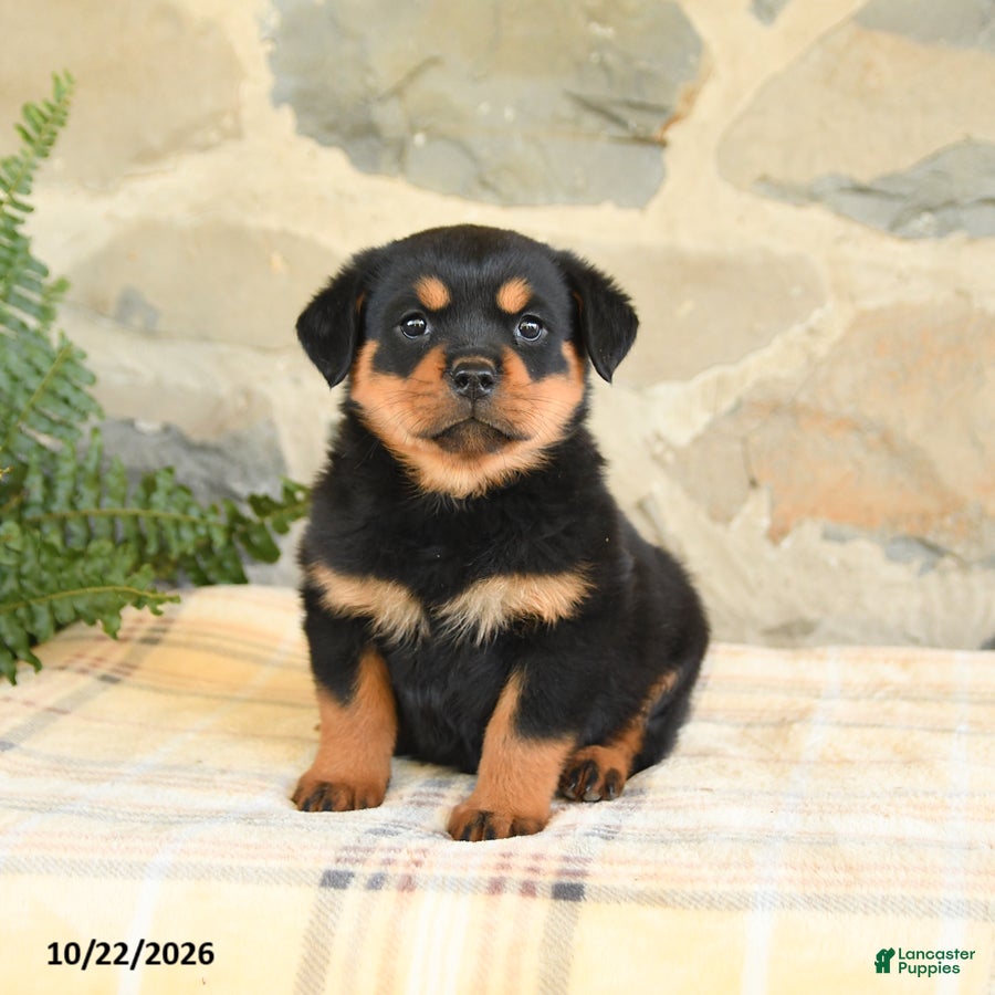 Rottweiler dogs for sale: Bailey - Ad 1