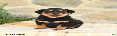 Bailey