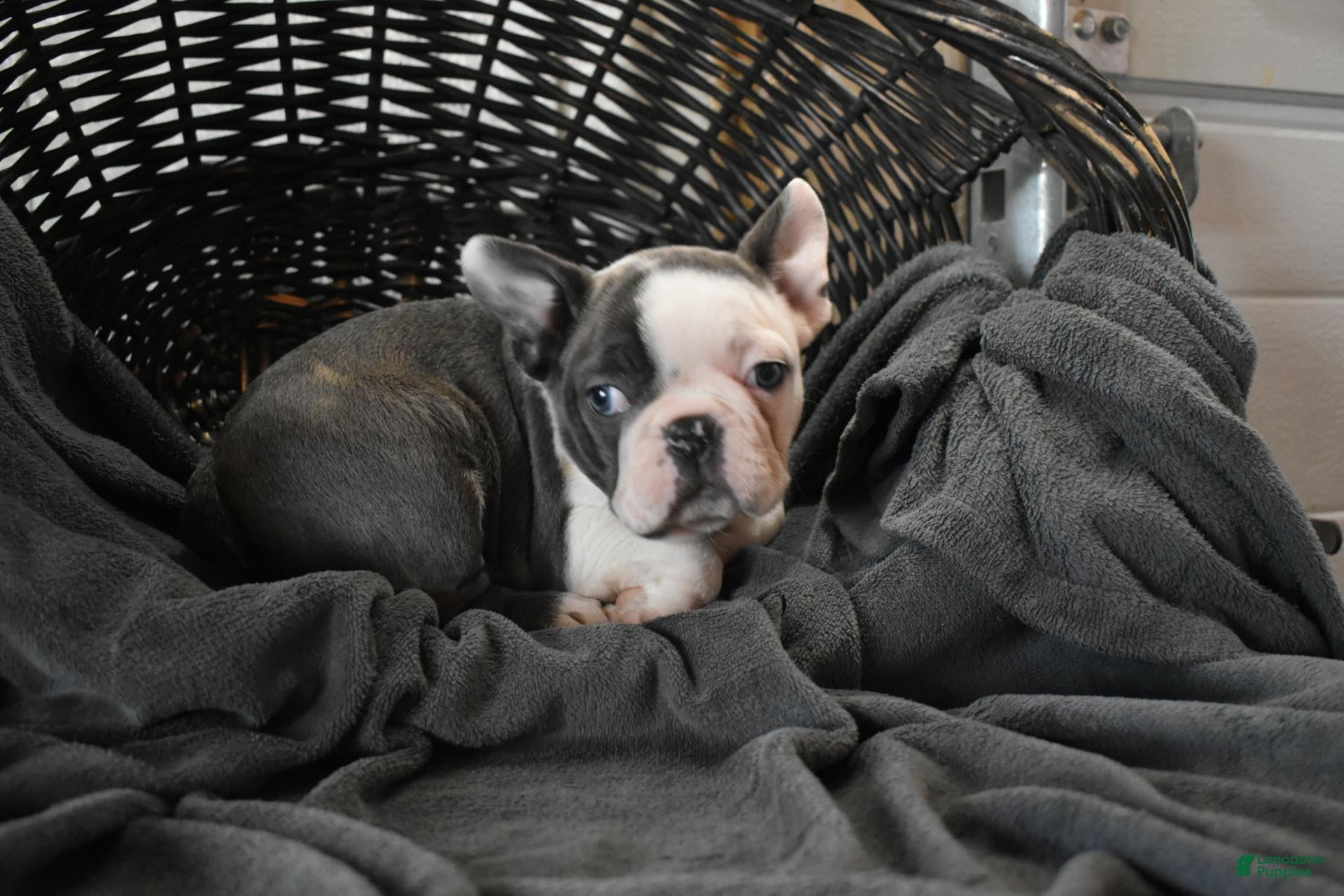 Frenchton dogs Otto - Ad 2