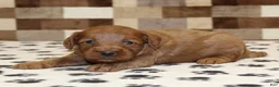 Cavapoo dogs for sale: George - Ad 3