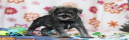Miniature Schnauzer dogs for sale: Nolan - Ad 5