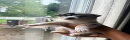 Mixed Breed dogs for sale: Blizzard - Ad 4