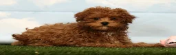 Havapoo dogs for sale: Hope - Ad 1