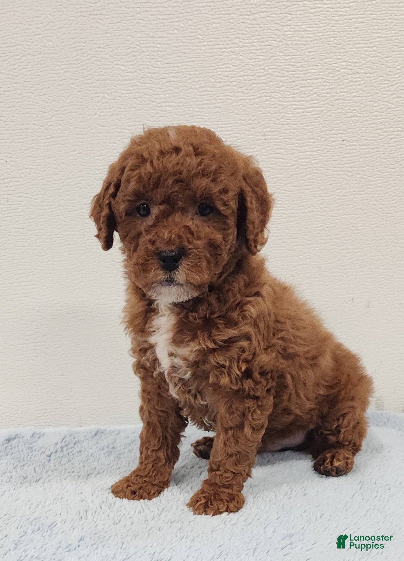 Mini Goldendoodle dogs Rocky - Ad 2