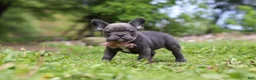French Bulldog dogs for sale: Darla - Ad 8