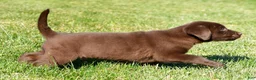Labrador Retriever dogs for sale: Jackson - Ad 6