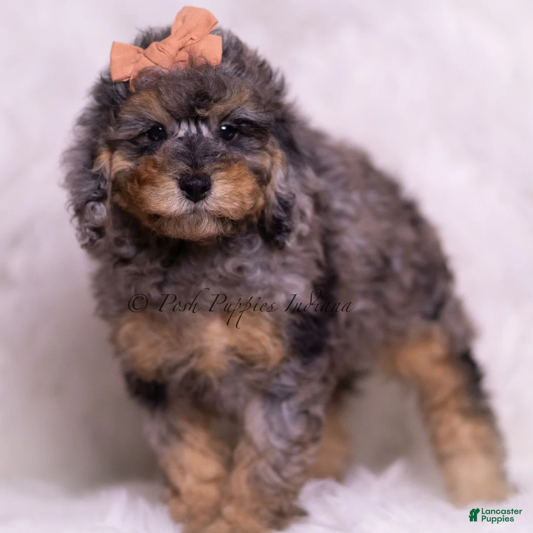 Toy Poodle dogs for sale: Verde - Ad 2