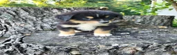 Mixed Breed dogs for sale: Leo - Ad 3