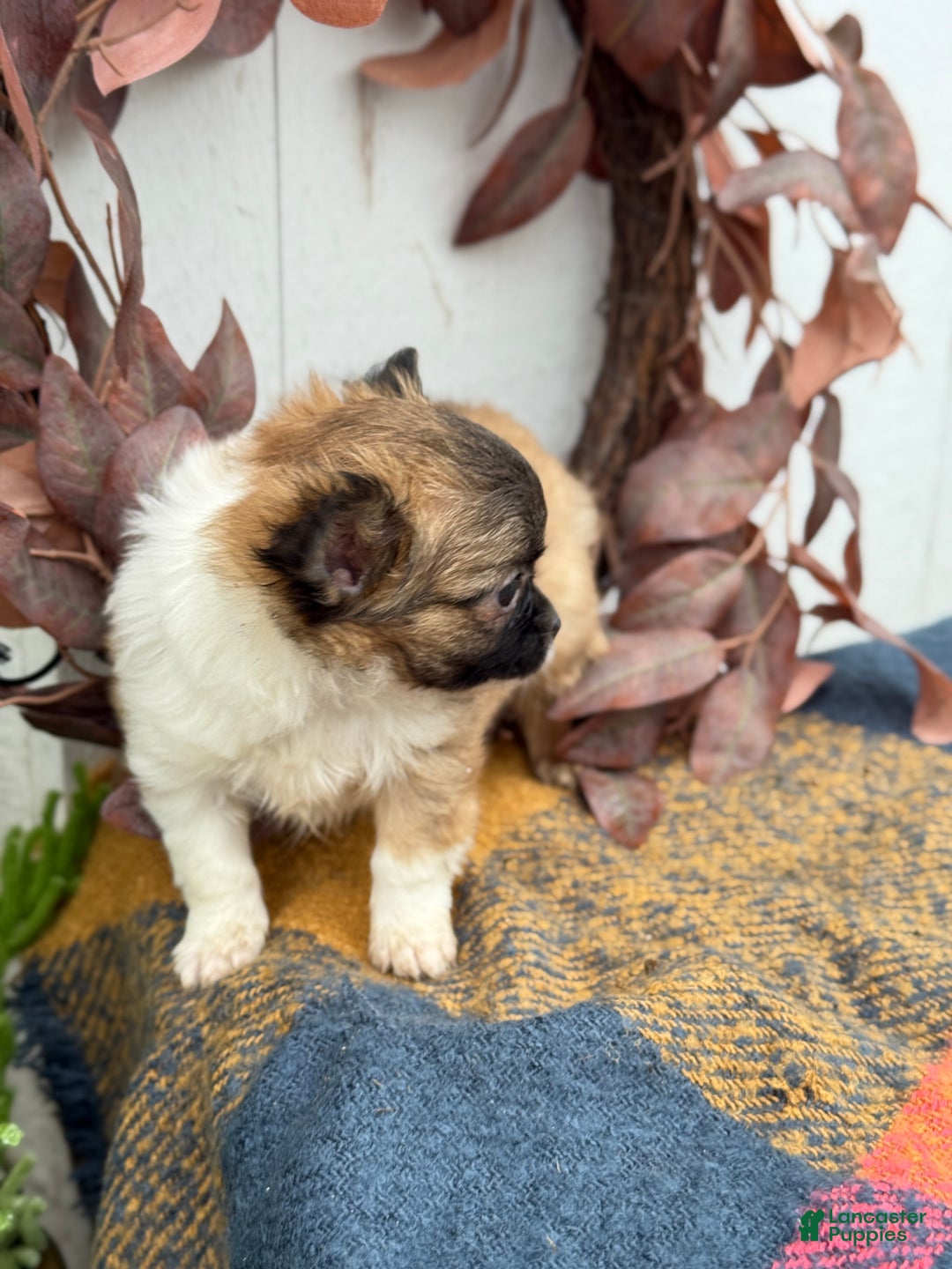 Chihuahua dogs for sale: Bixby - Ad 13