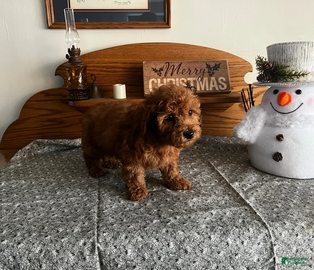 Toy Poodle dogs for sale: Justin - Ad 3