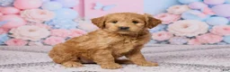 Mini Goldendoodle dogs for sale: Megan - Ad 3