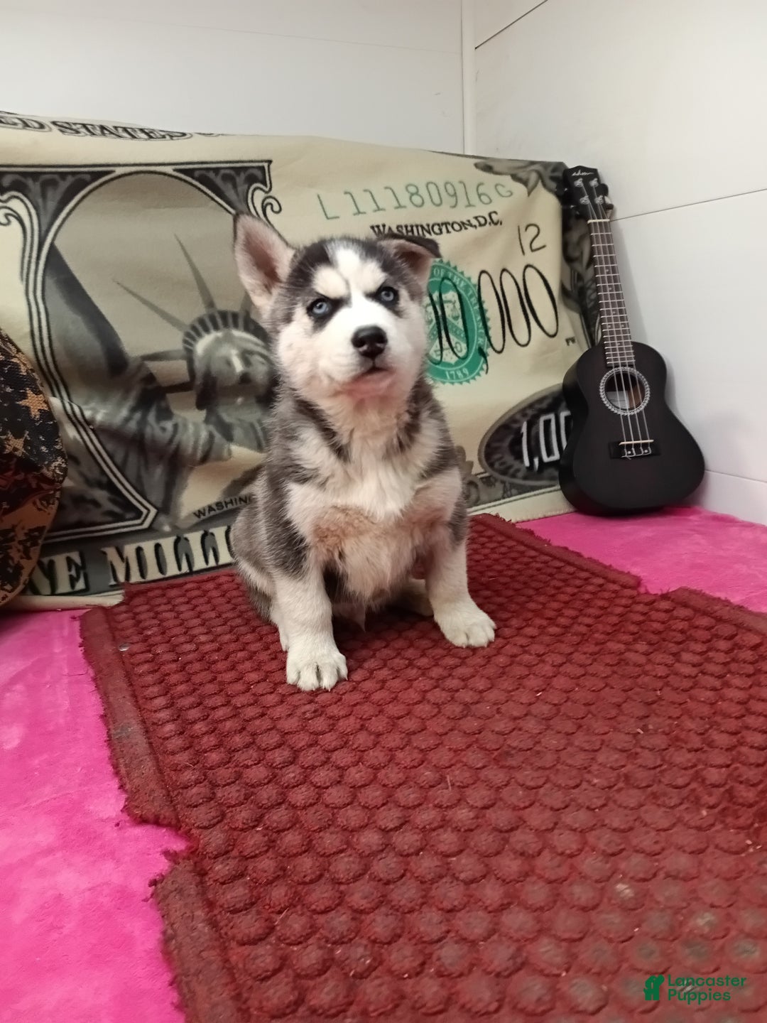 Siberian Husky dogs for sale: Anthony - Ad 2