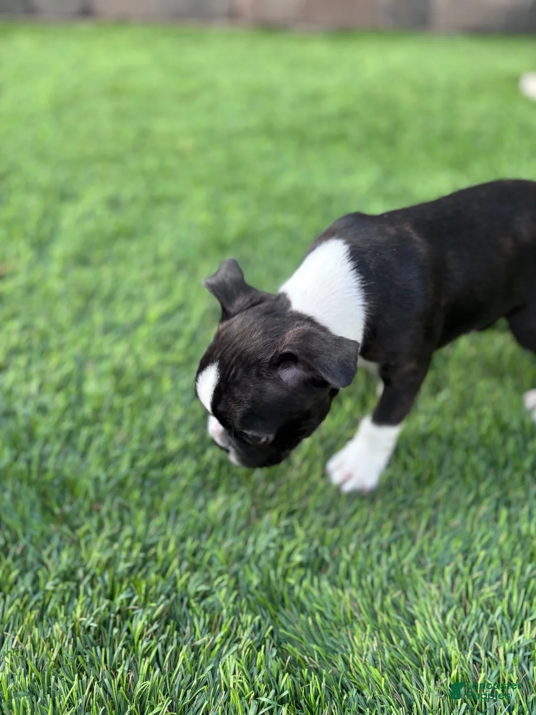 Boston Terrier dogs for sale: Boston Terrier 4 - Ad 13