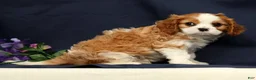 Cavalier King Charles Spaniel dogs for sale: Duke - Ad 5