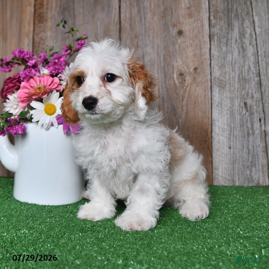 Cavapoo dogs Prince    - Ad 1