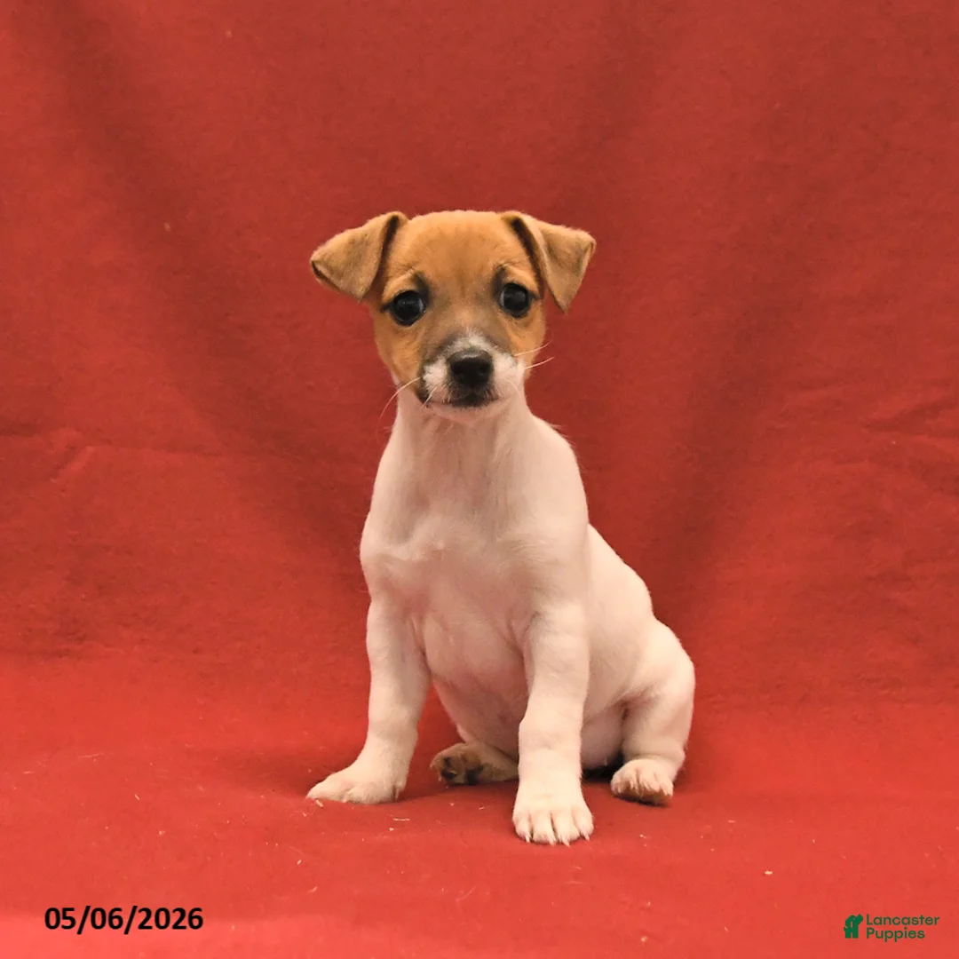 Jack Russell Terrier dogs for sale: Mini - Ad 3