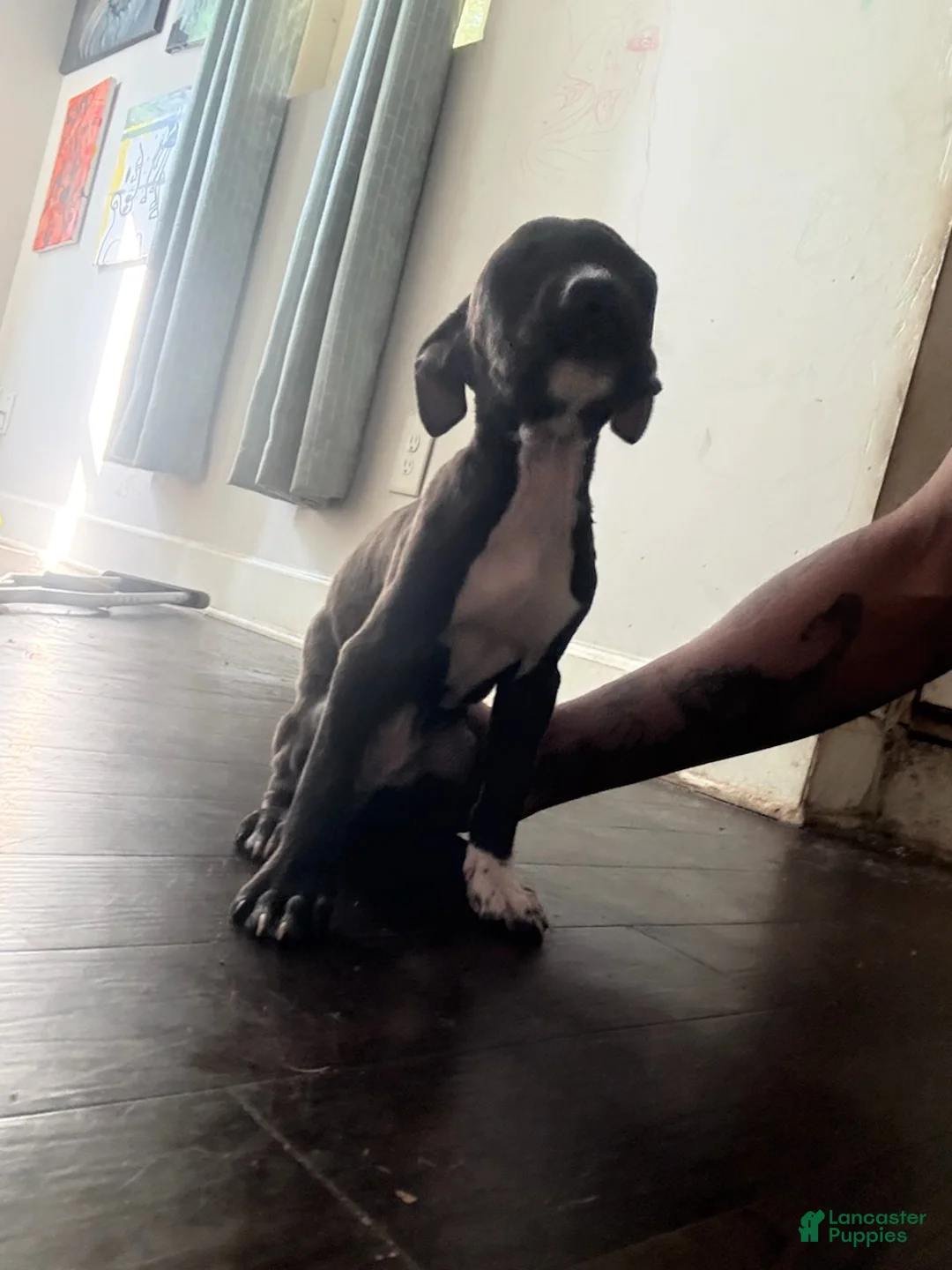 Mixed Breed dogs for sale: Girl 4 - Ad 3
