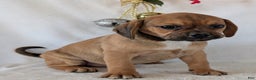 Puggle dogs for sale: Chuck  - Ad 4