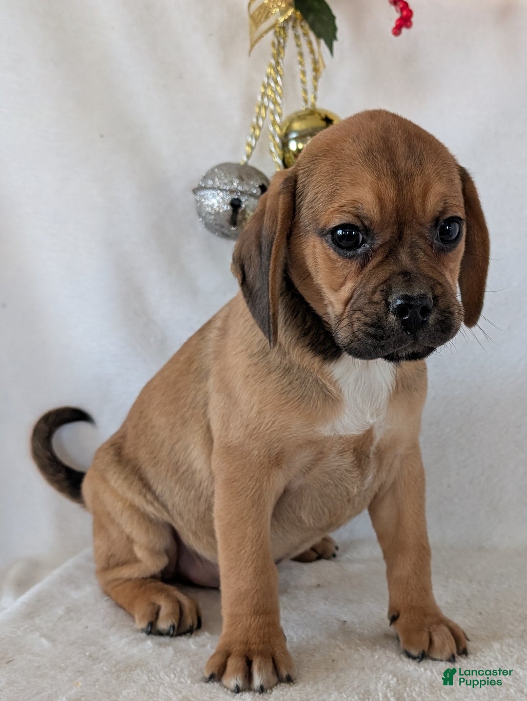 Puggle dogs for sale: Chuck  - Ad 4