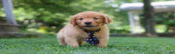 Golden Retriever dogs for sale: Benson - Ad 2