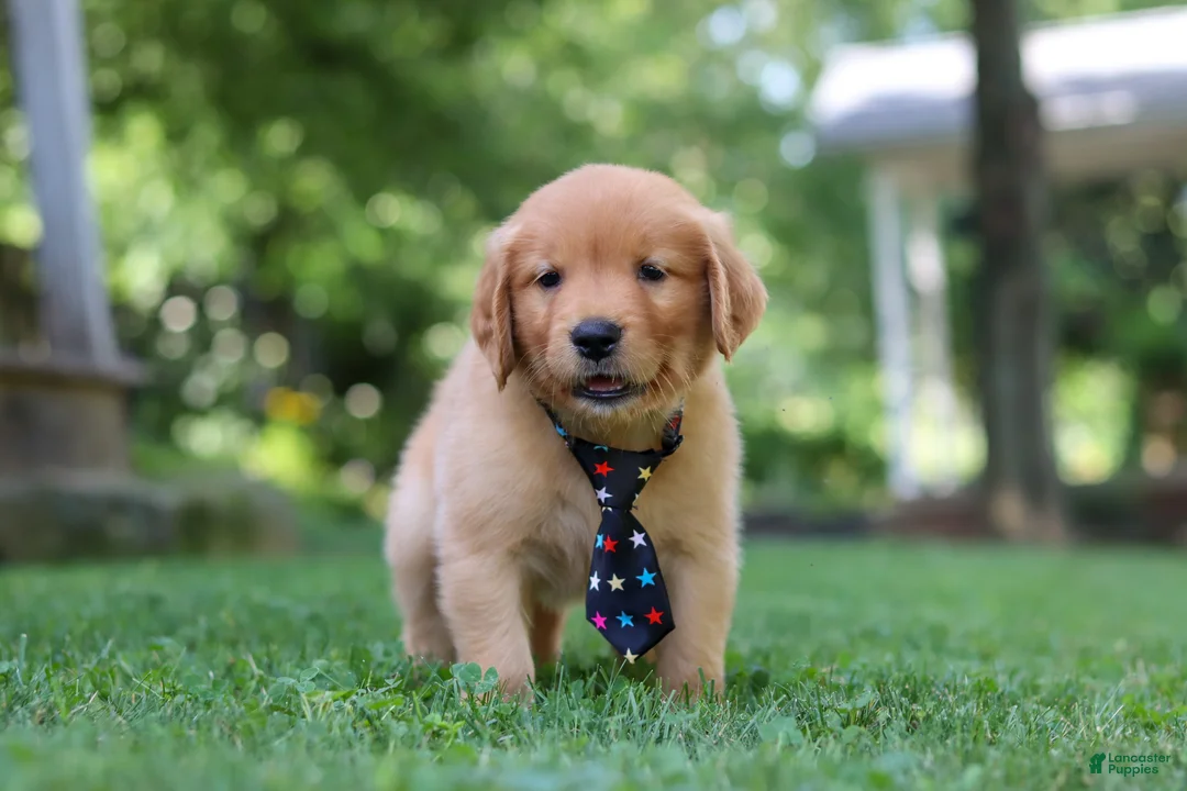 Golden Retriever dogs for sale: Benson - Ad 2