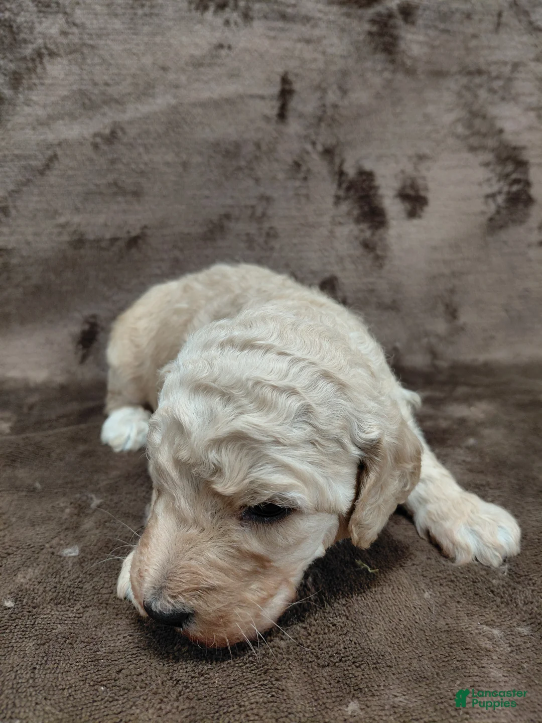 Goldendoodle dogs for sale: Francine Standard  - Ad 6