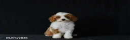 Miniature Poodle dogs for sale: Freya - Ad 2