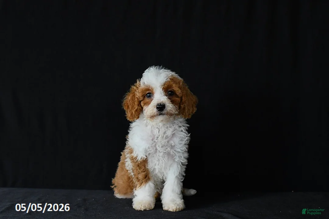 Miniature Poodle dogs for sale: Freya - Ad 2