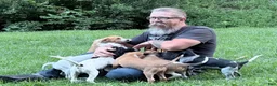Mixed Breed dogs for sale: Liberty Liberty Liberty - Ad 13