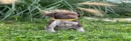 German Shorthaired Pointer dogs for sale: German Shorthaired Pointer 2 - Ad 1
