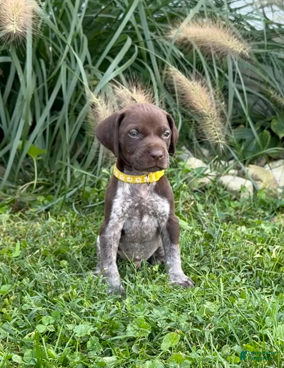 German Shorthaired Pointer dogs for sale: German Shorthaired Pointer 2 - Ad 1