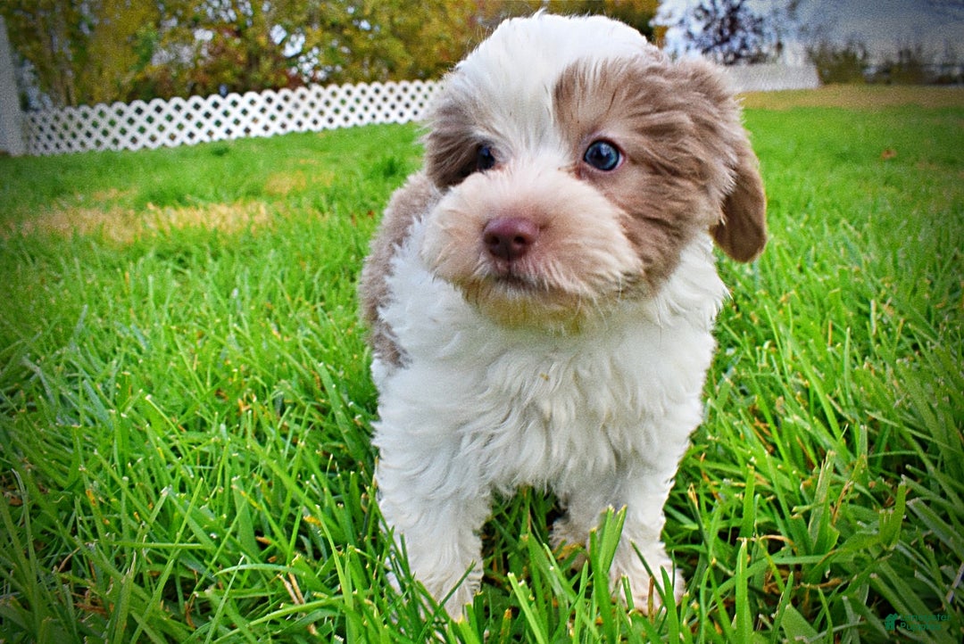 Havapoo dogs for sale: Nabisco - Ad 18