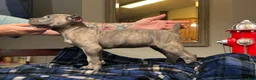 Cane Corso dogs for sale: Monte Carlo  - Ad 39