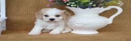 Cavachon dogs for sale: Tucker - Ad 10