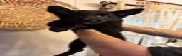 German Shepherd dogs for sale: Stripe - Ad 1