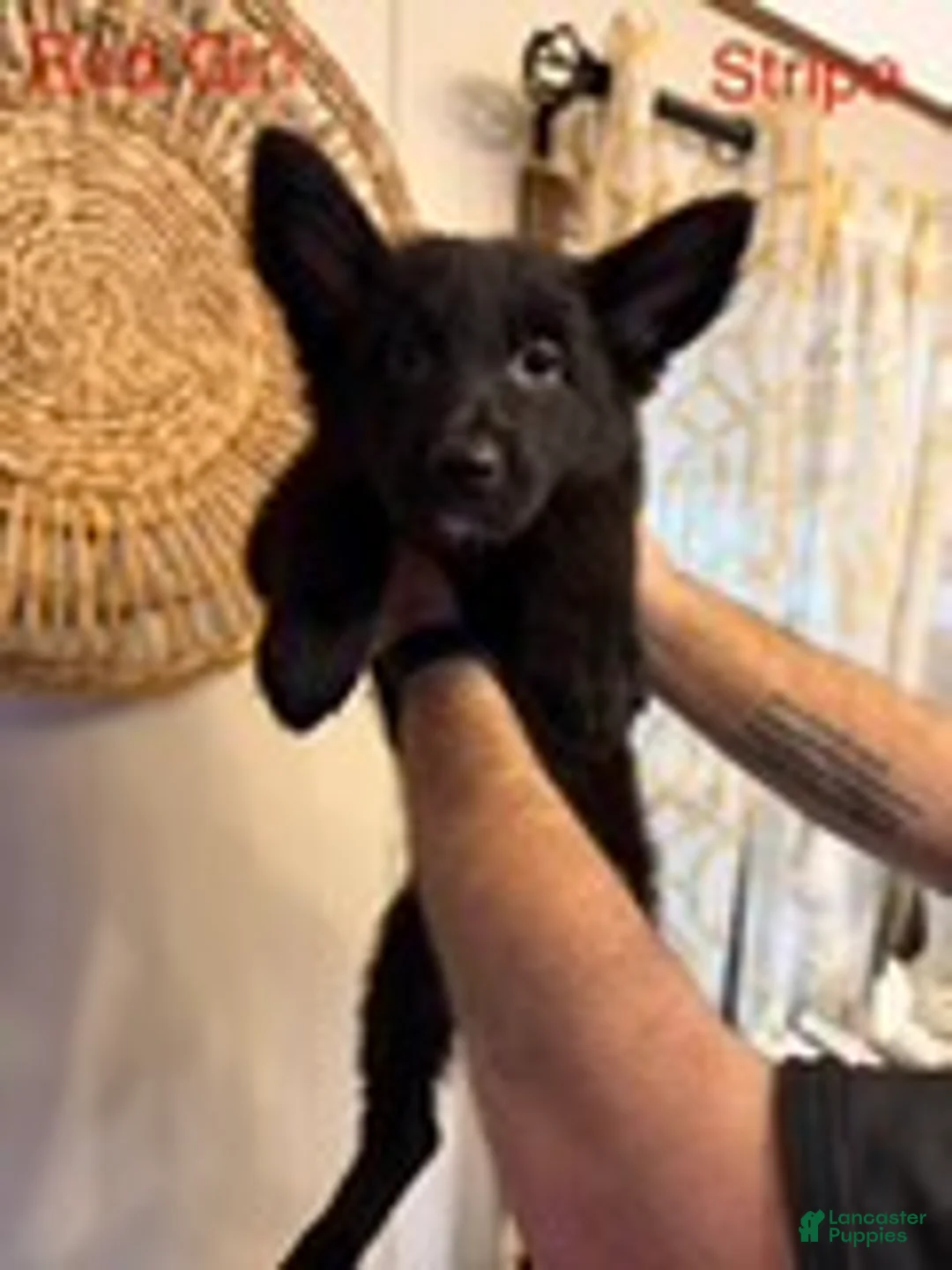 German Shepherd dogs for sale: Stripe - Ad 1