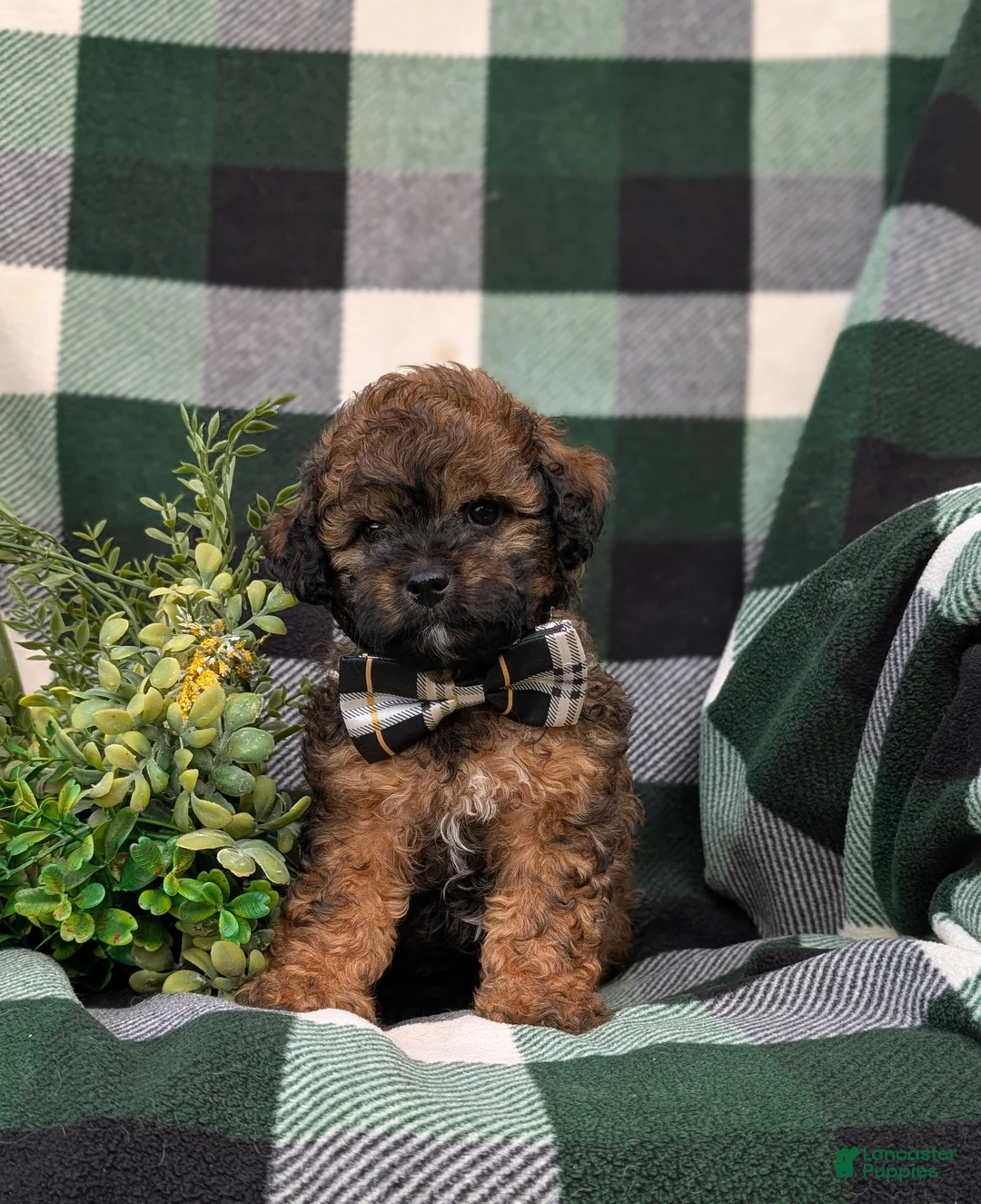 Shihpoo dogs for sale: Colton Hypoallergenic - Ad 1