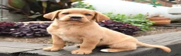 Labrador Retriever dogs for sale: Robin - Ad 3