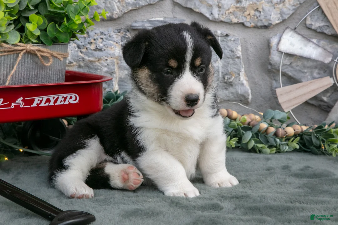 Welsh Corgi Pembroke dogs for sale: Ayda - Ad 1
