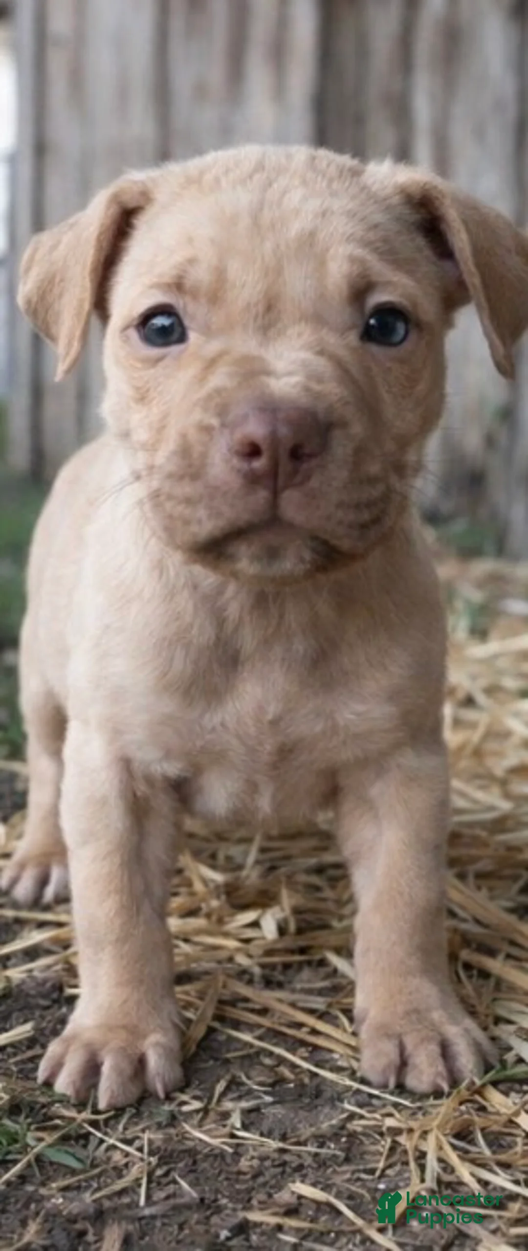 American Pit Bull Terrier dogs for sale: Cora  - Ad 1