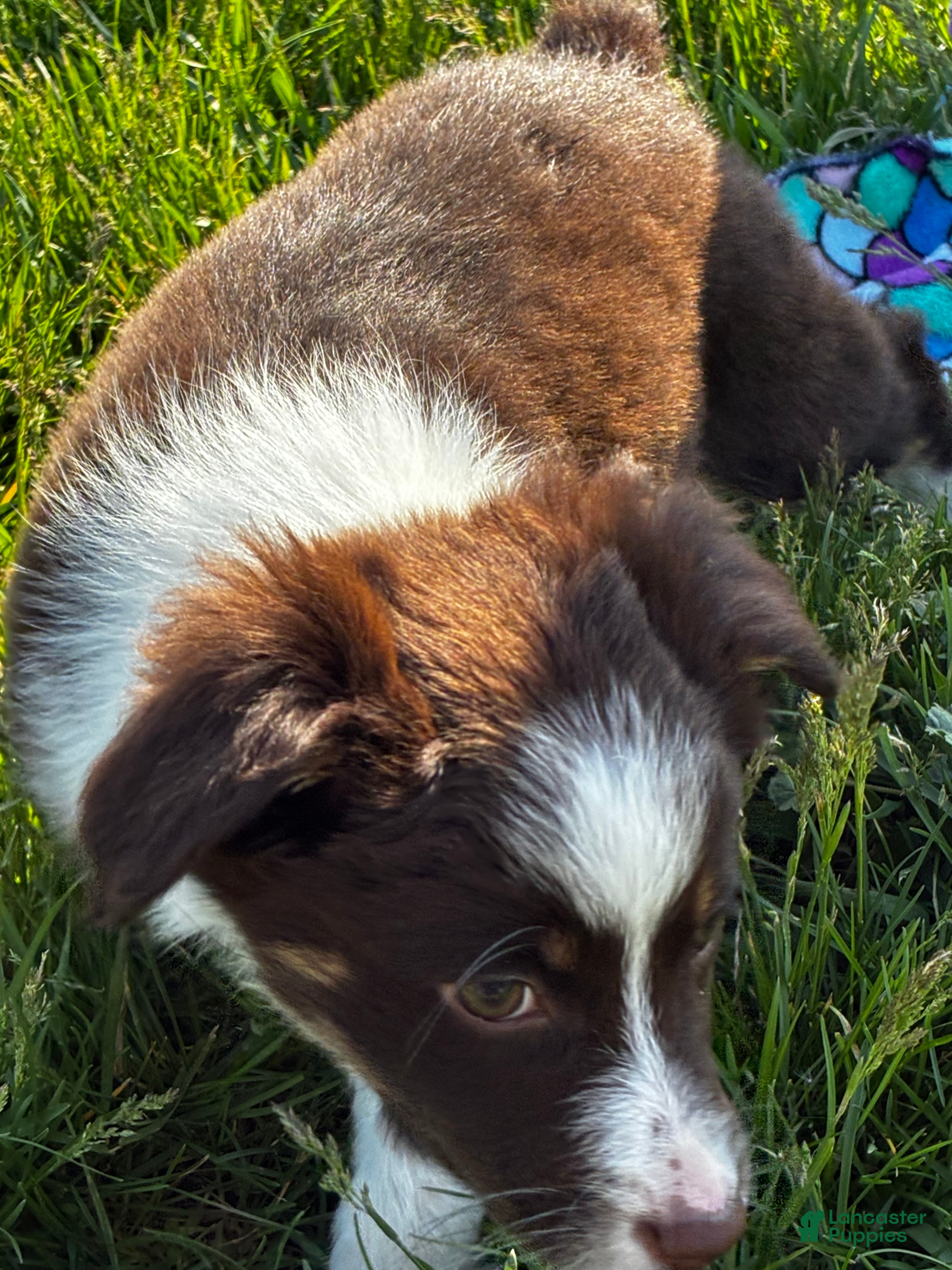 Mixed Breed dogs for sale: Mixed Breed Puppy 3 - Ad 2