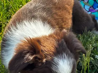 Mixed Breed dogs for sale: Mixed Breed Puppy 3 - Ad 2