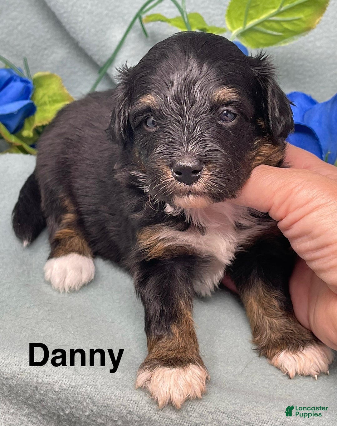 Mixed Breed dogs for sale: Danny - Ad 3